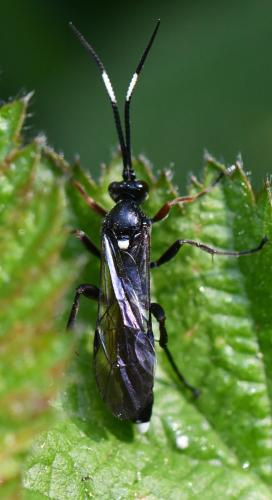 Réf. 301 005 : Vulgichneumon saturatorius